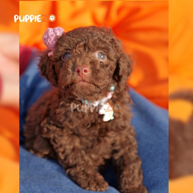 chocolate-poodle-puppies-for-sale
