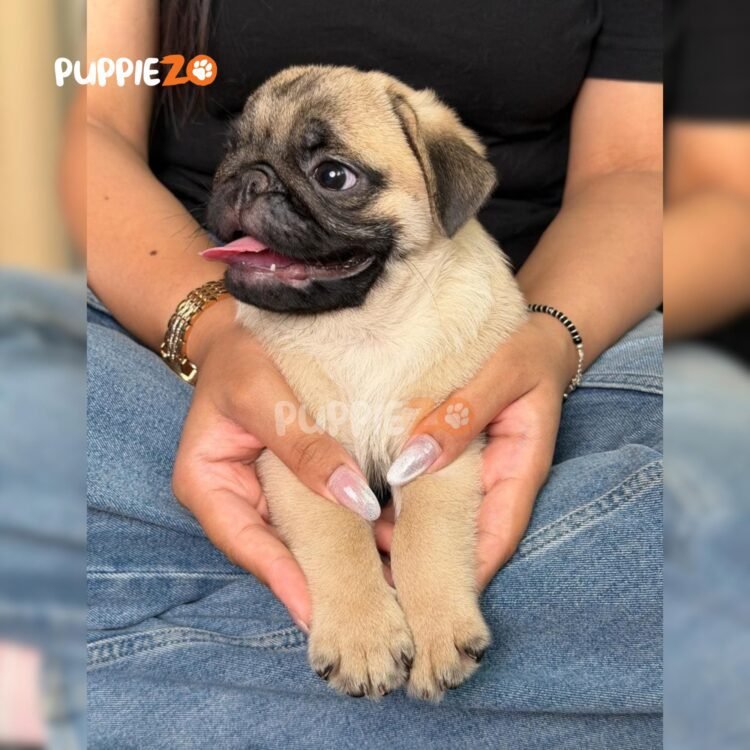 pug-puppies-for-sale