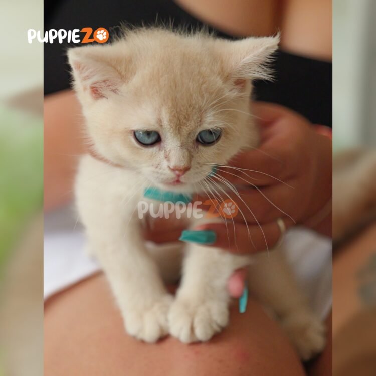 british-shorthair-cat-for-sale