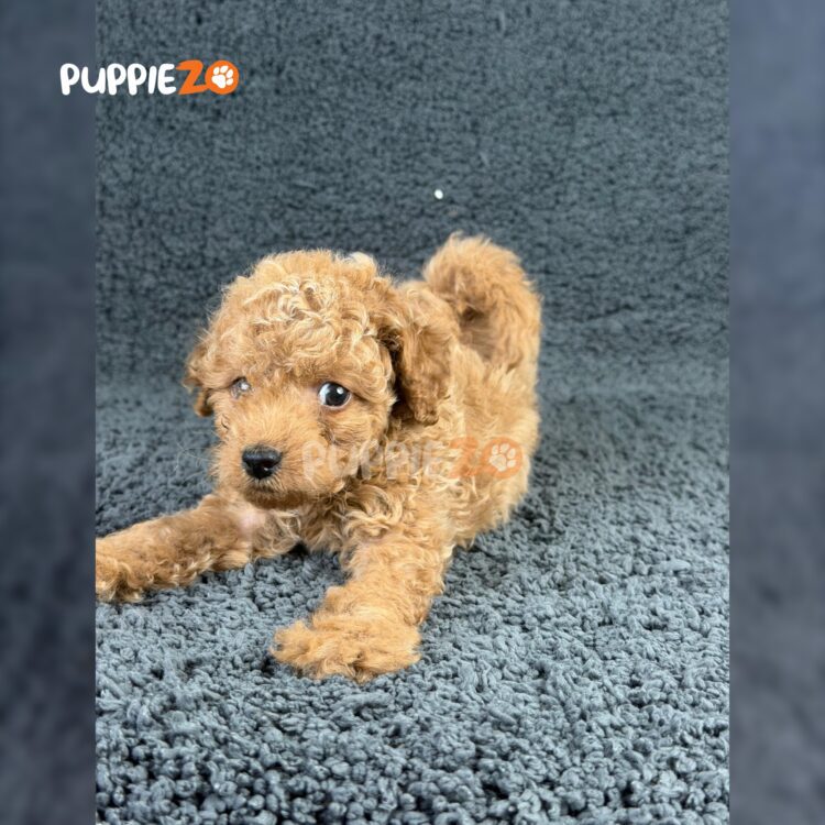 maltipoo-puppies-for-sale