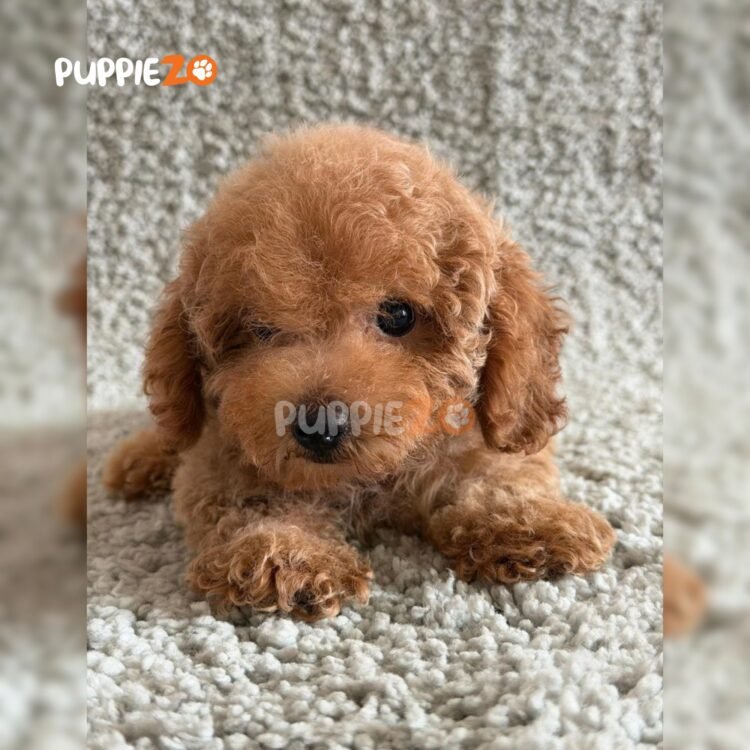 poodle-puppies-for-sale