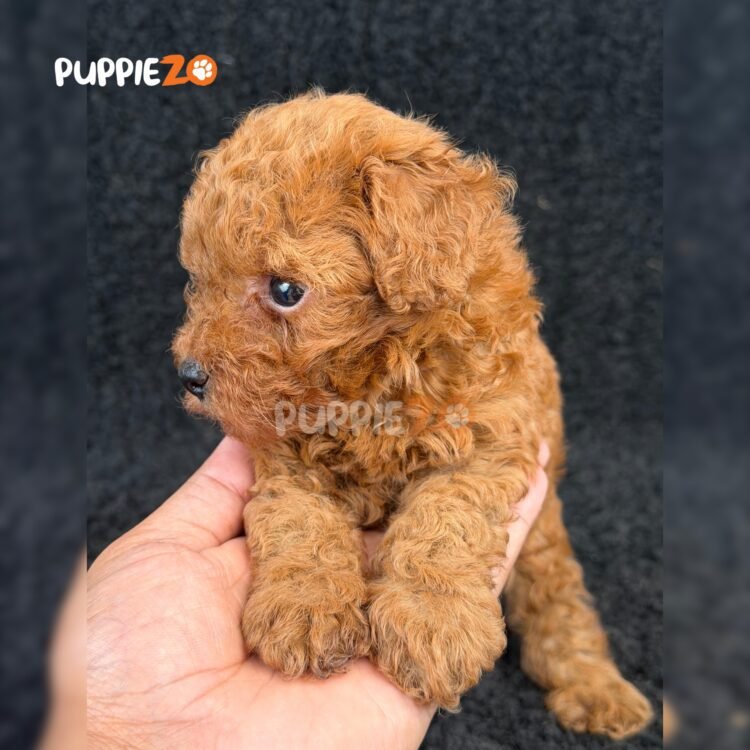 maltipoo-puppies-for-sale