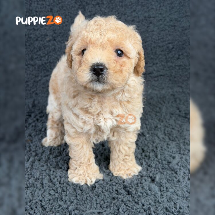 maltipoo-puppies-for-sale