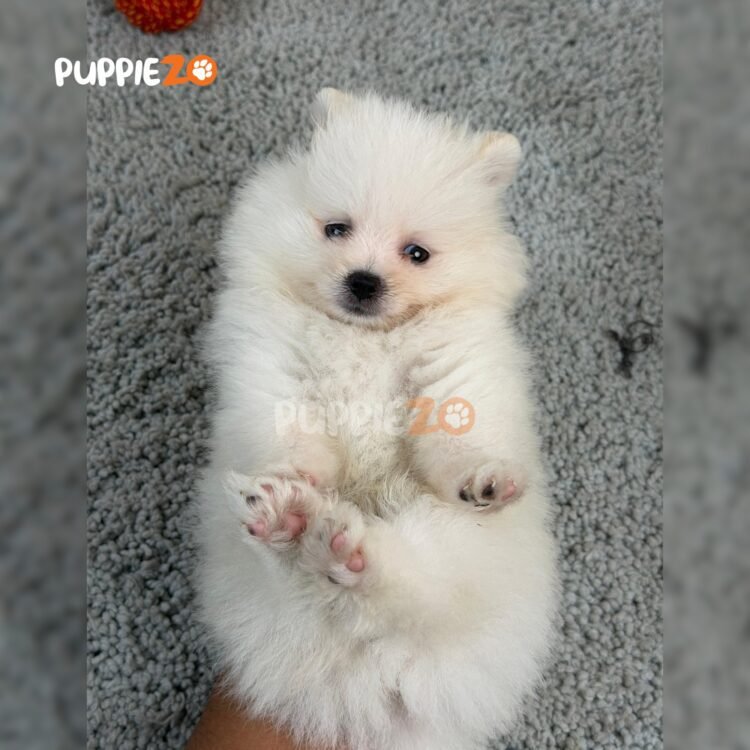 toy-pom-puppies-for-sale