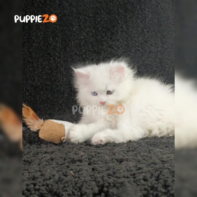 persian-cat-for-sale