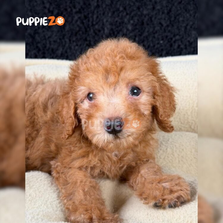 poodle-puppies-for-sale