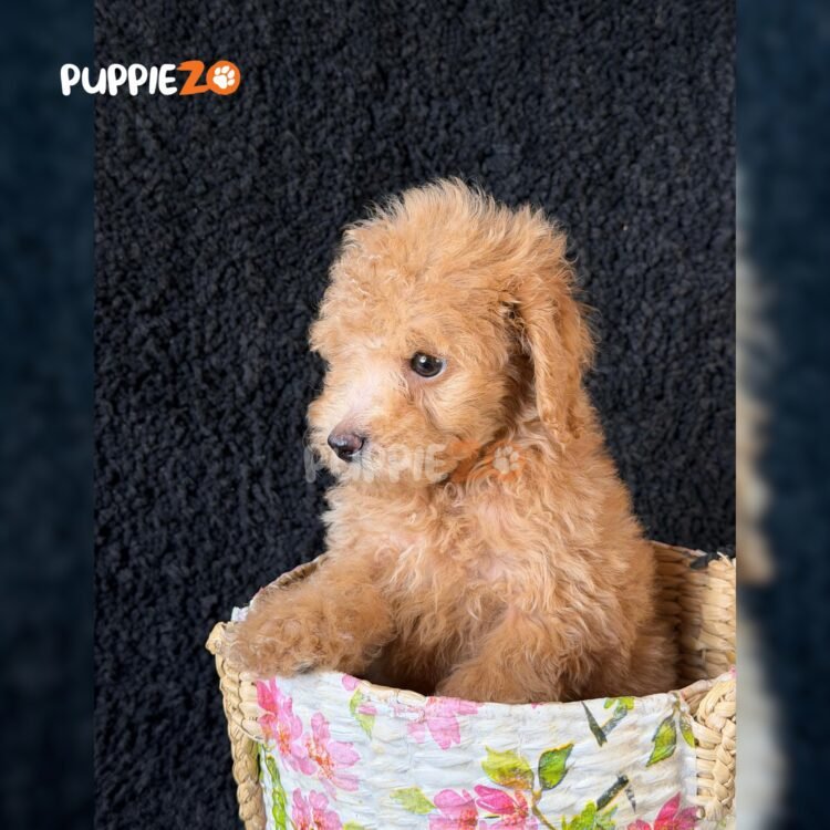 poodle-puppies-for-sale