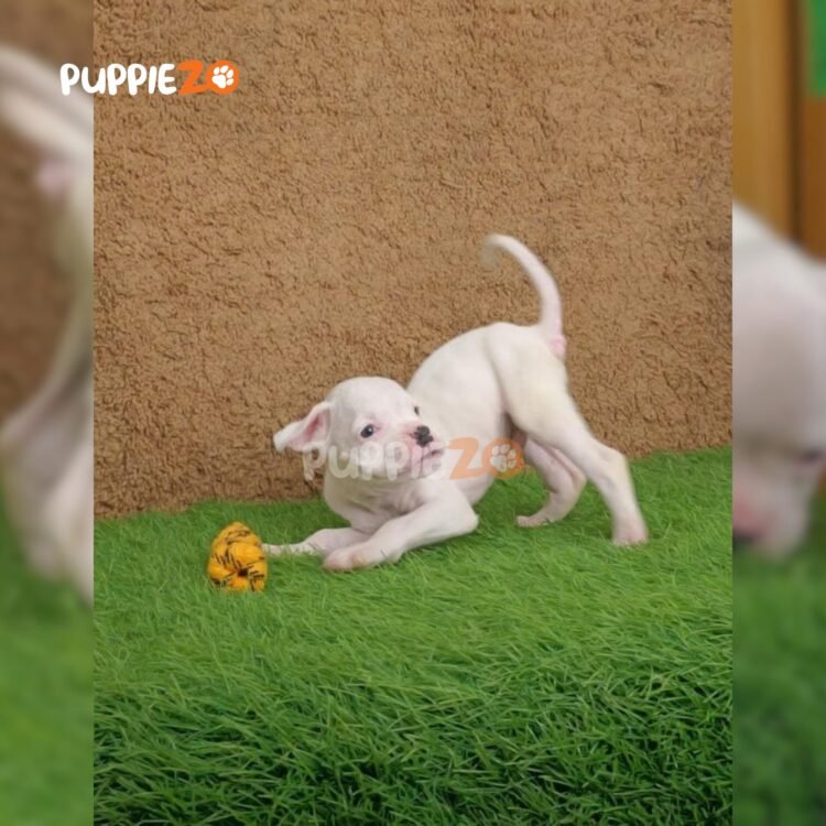 boxer-puppies-for-sale