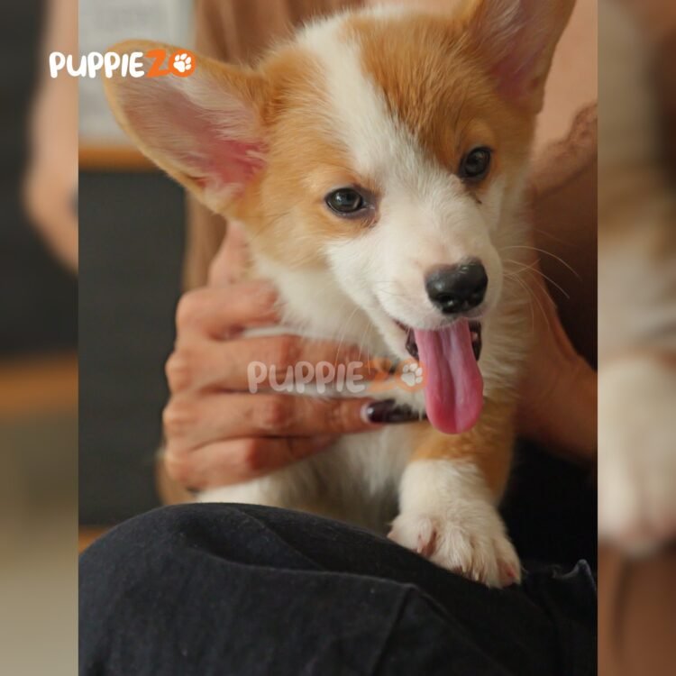 corgi-puppies-for-sale