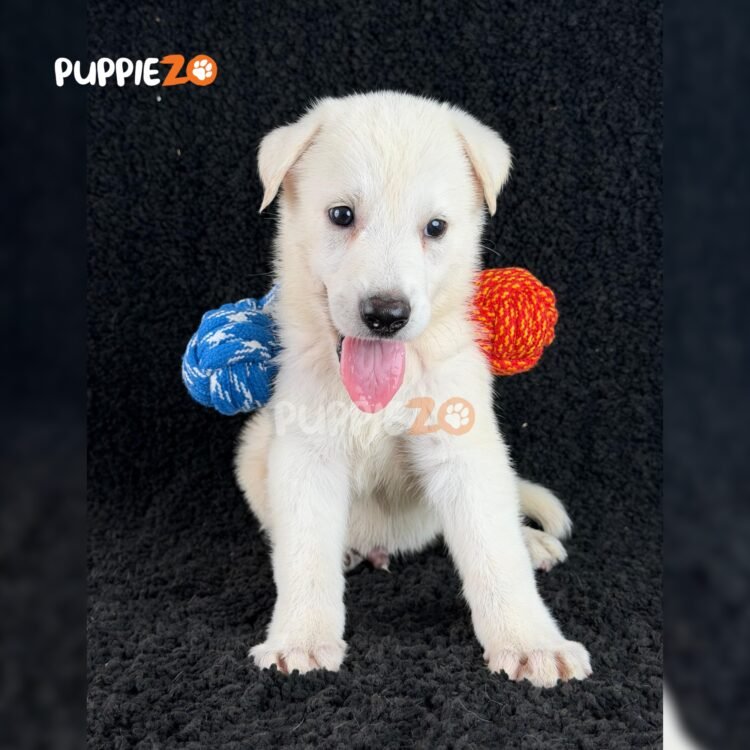 german-shepherd-puppies-for-sale