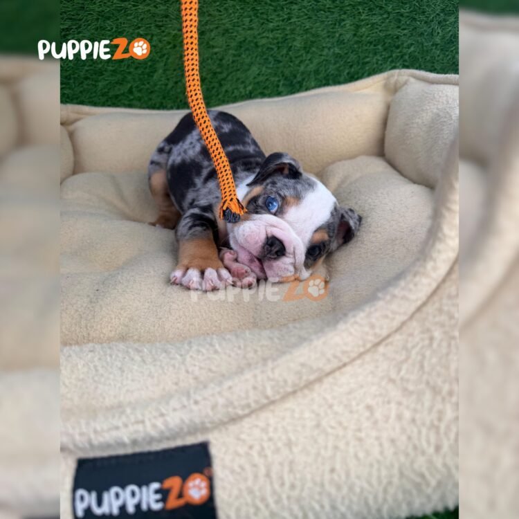 english-bulldog-puppies-for-sale