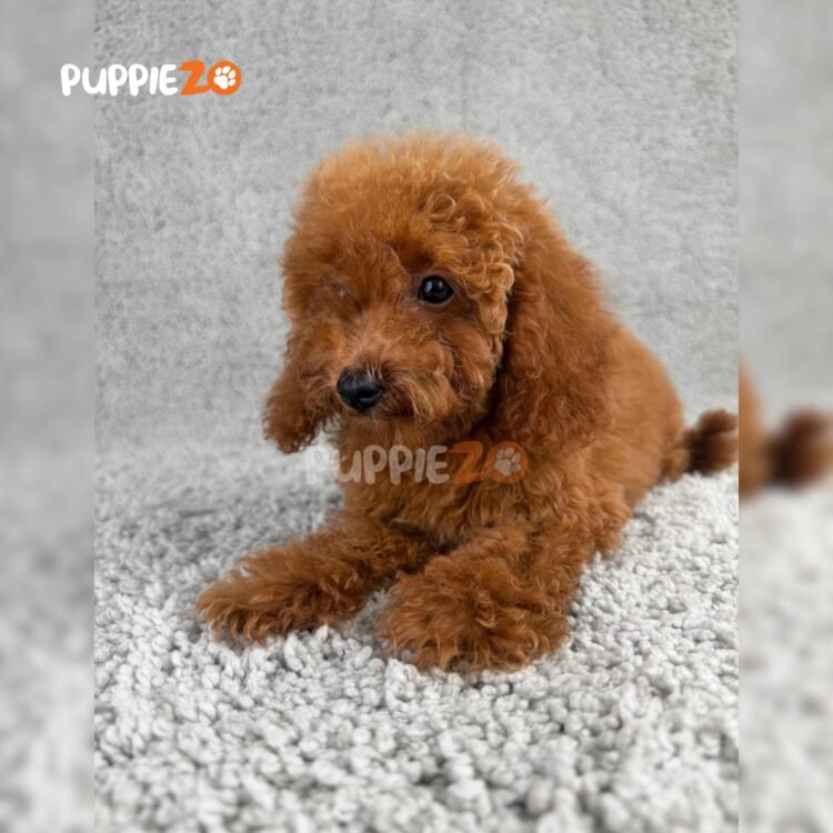 goldendoodle-puppies-for-sale