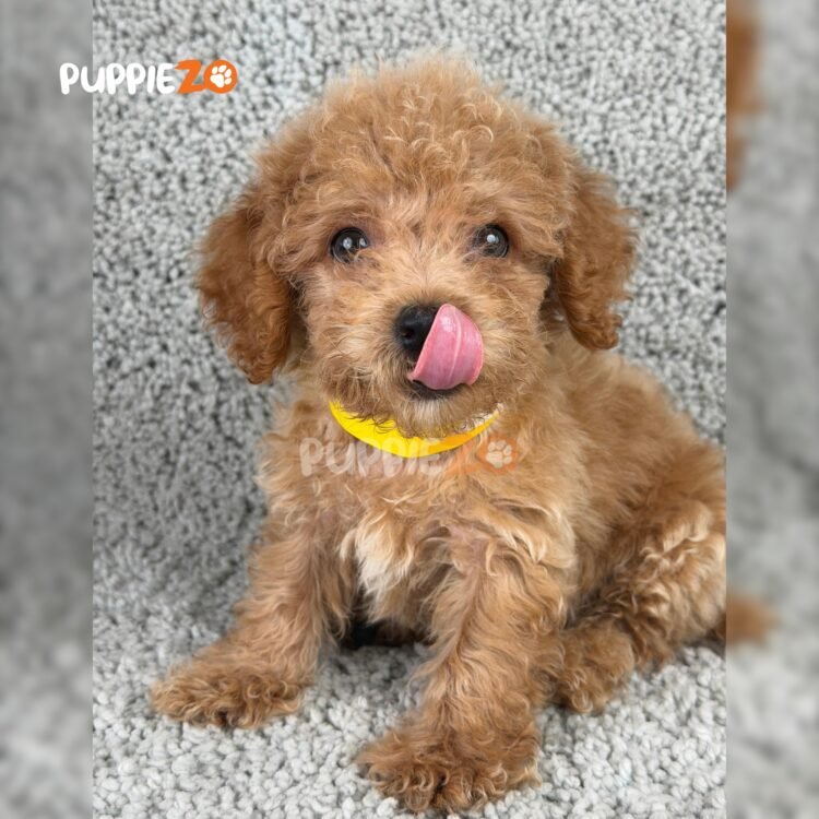 poodle-puppies-for-sale