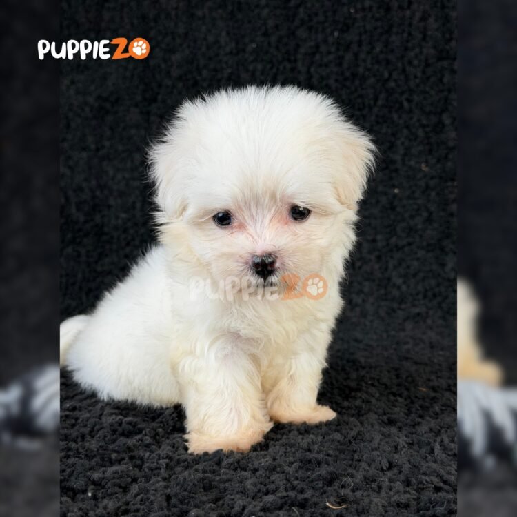 maltese-puppies-for-sale