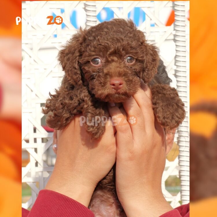 chocolate-poodle-puppies-for-sale
