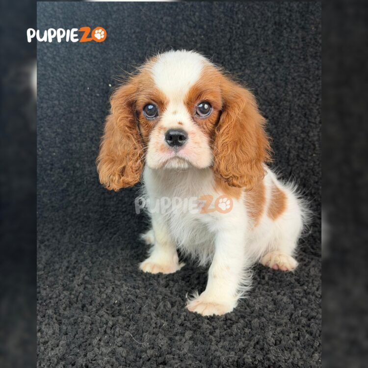 cavalier-king-charles-puppies-for-sale