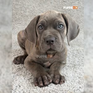 cane-corso-puppies-for-sale