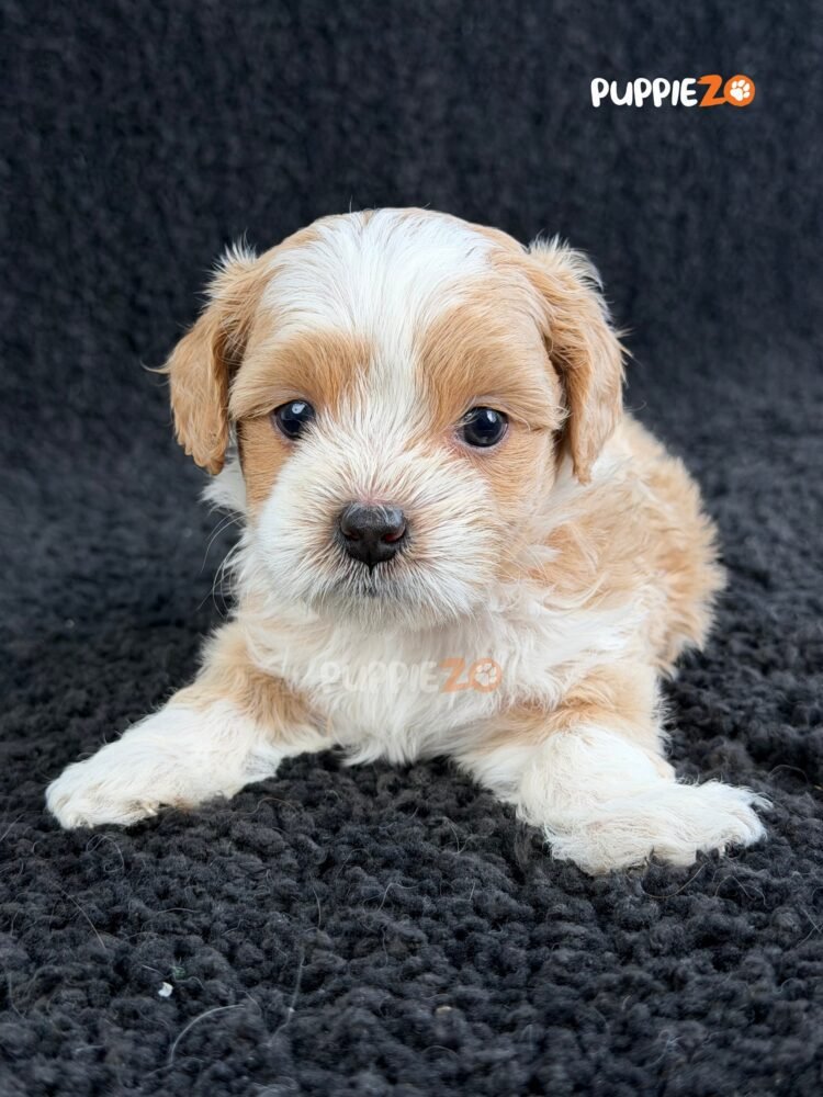 maltipoo-puppies-for-sale