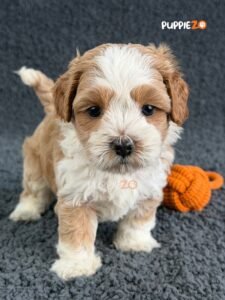 maltipoo-puppies-for-sale