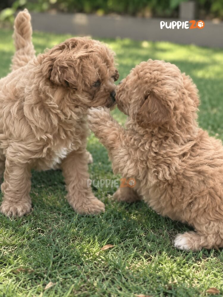 maltipoo-puppies-for-sale