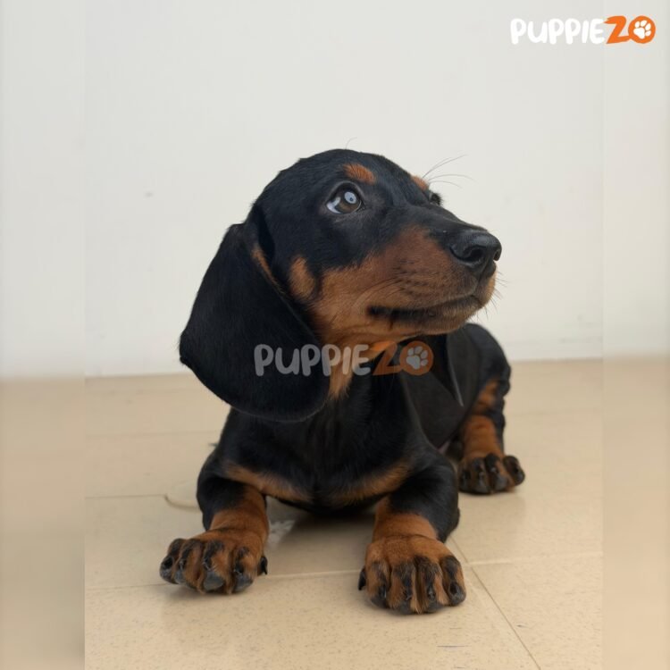 dachshund-puppies-for-sale