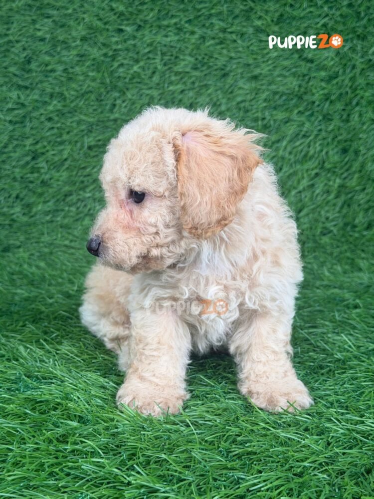 maltipoo-puppies-for-sale