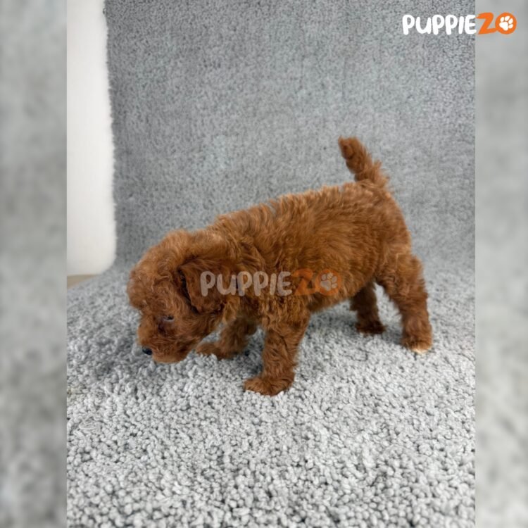 cavapoo-puppies-for-sale