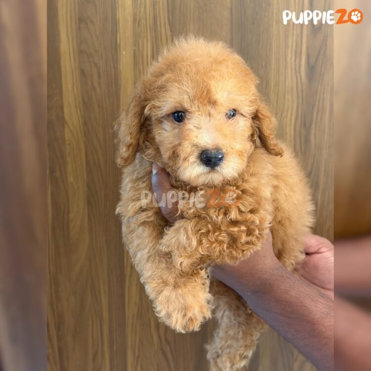 mini-poodle-puppies-for-sale