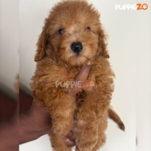 mini-poodle-puppies-for-sale