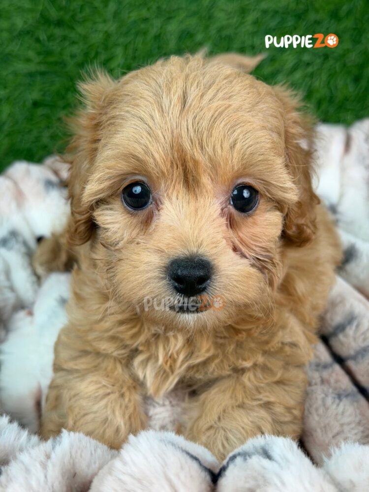 maltipoo-puppies-for-sale