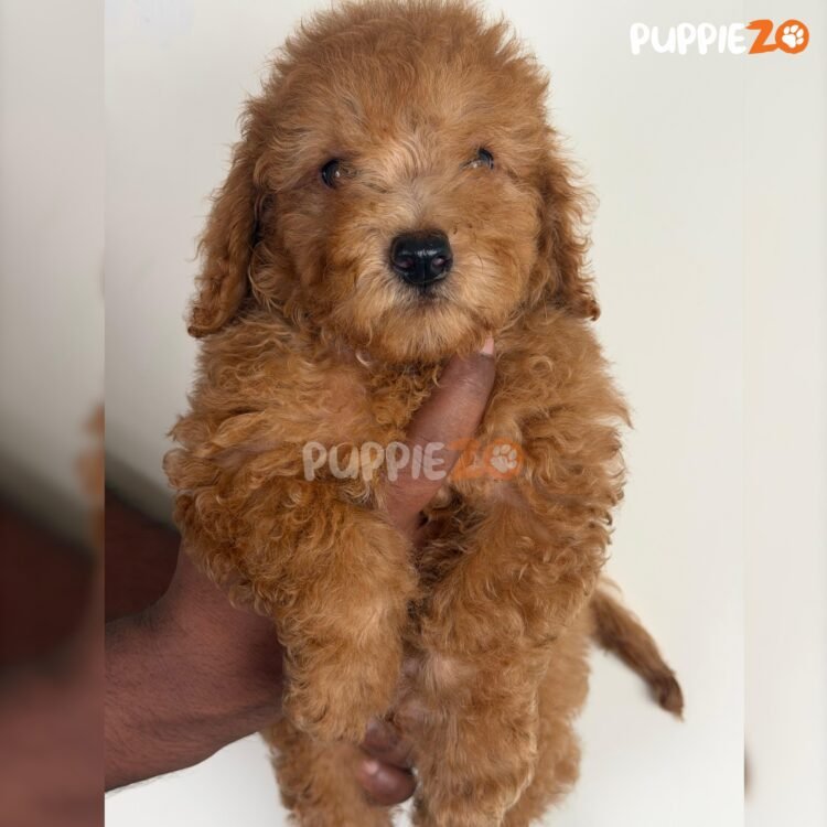 mini-poodle-puppies-for-sale