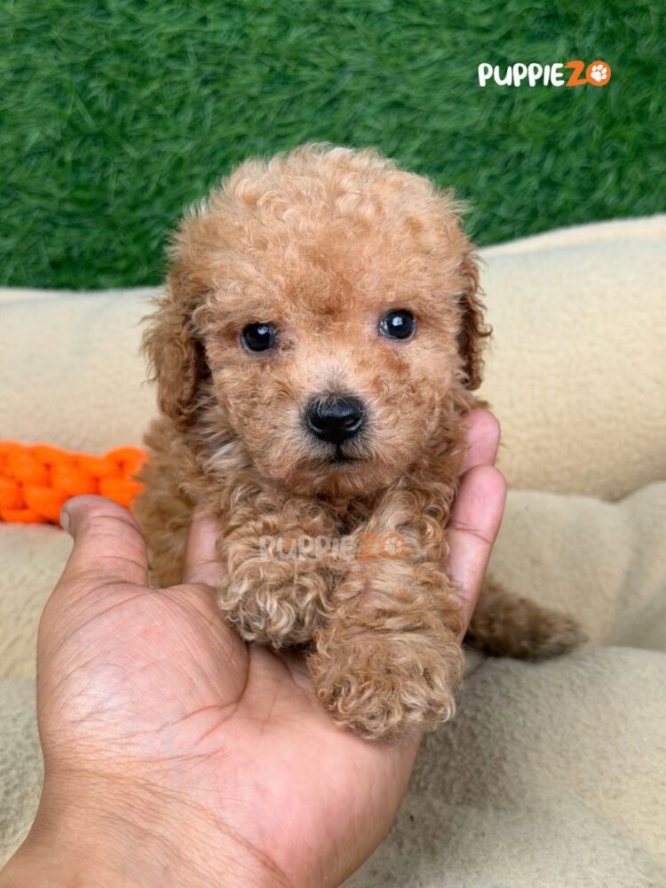 poodle-puppies-for-sale