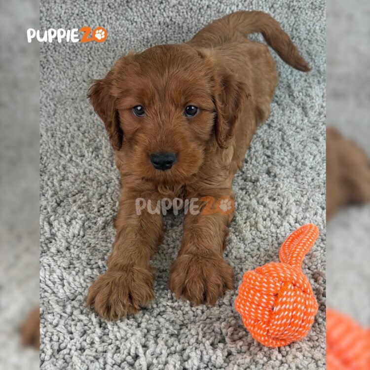 labradoodle-puppies-for-sale