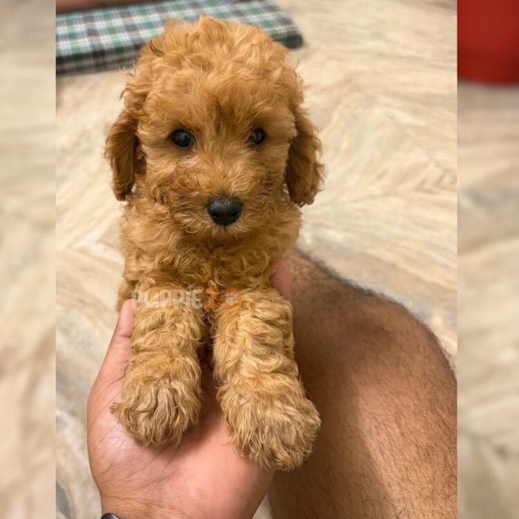 cavapoo-puppies-for-sale