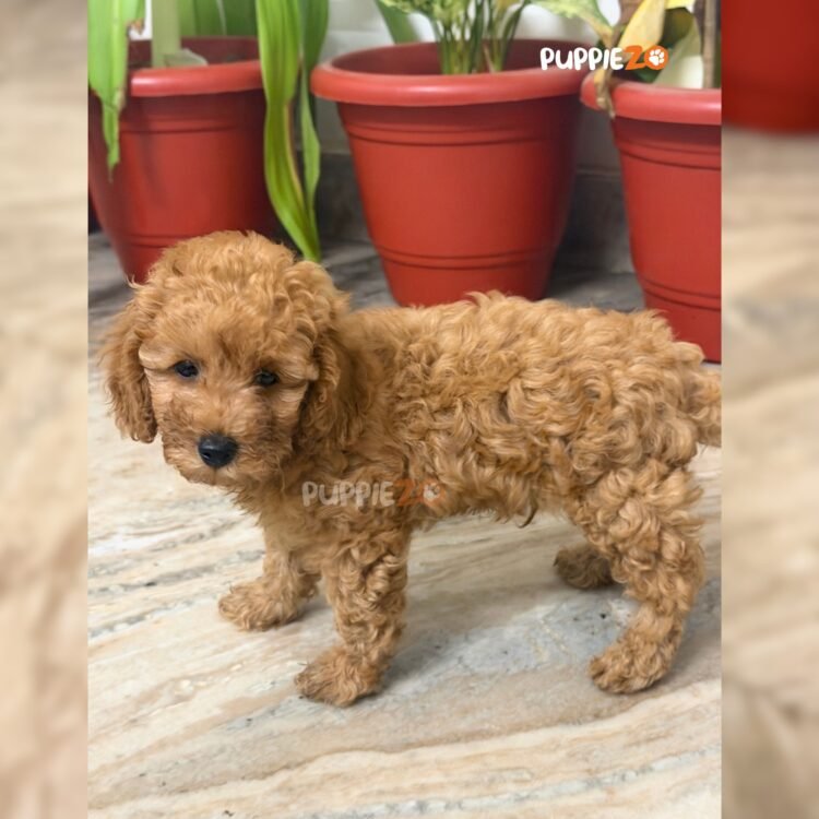 cavapoo-puppies-for-sale