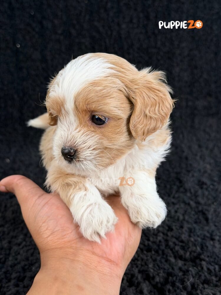 maltipoo-puppies-for-sale