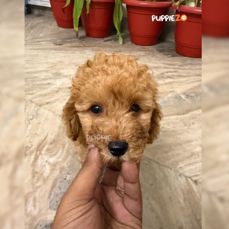 cavapoo-puppies-for-sale