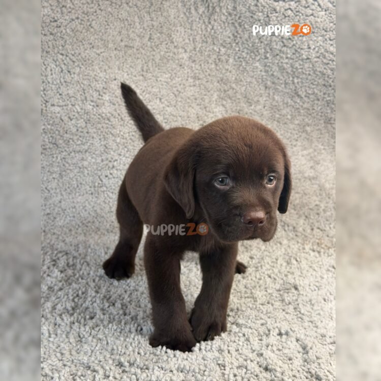 chocolate-labrador-puppies-for-sale