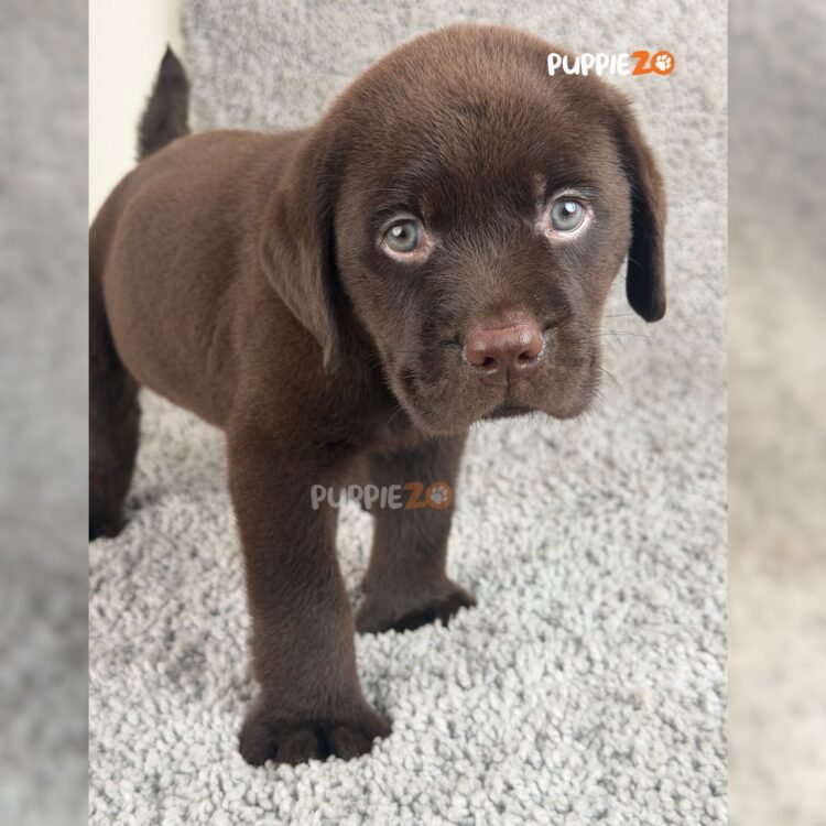 chocolate-labrador-puppies-for-sale