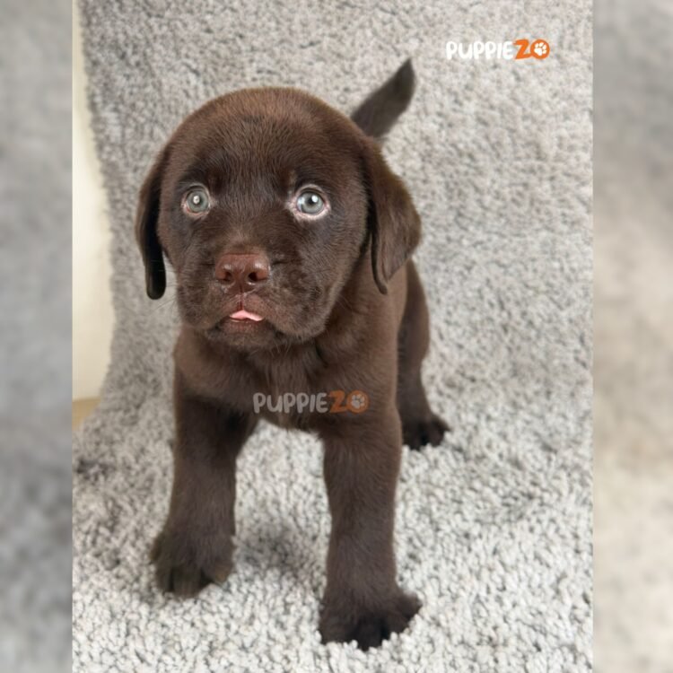 chocolate-labrador-puppies-for-sale