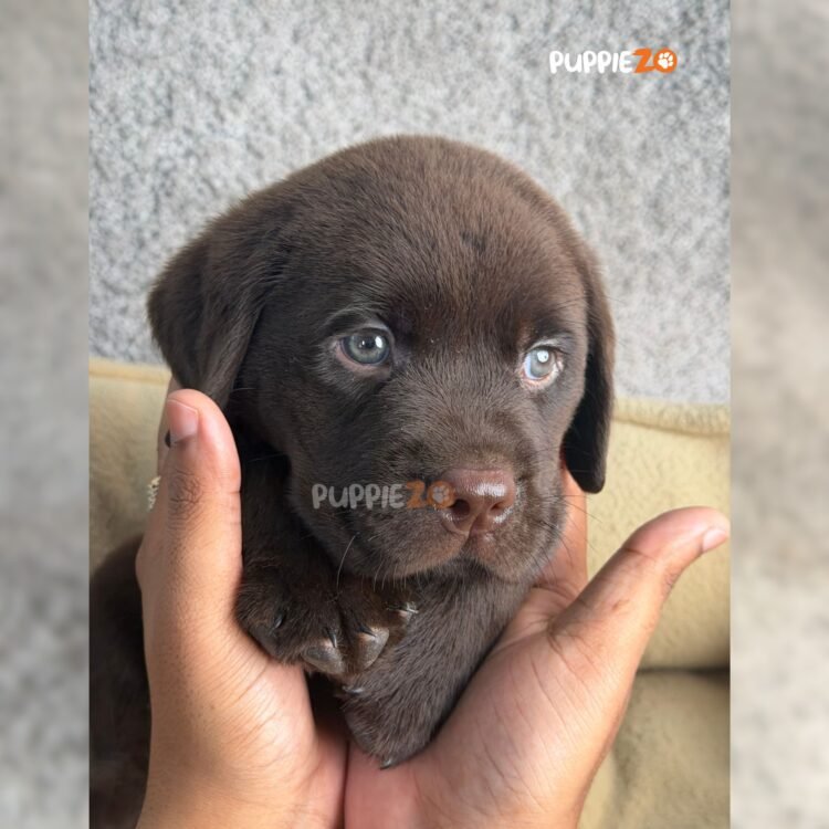 chocolate-labrador-puppies-for-sale