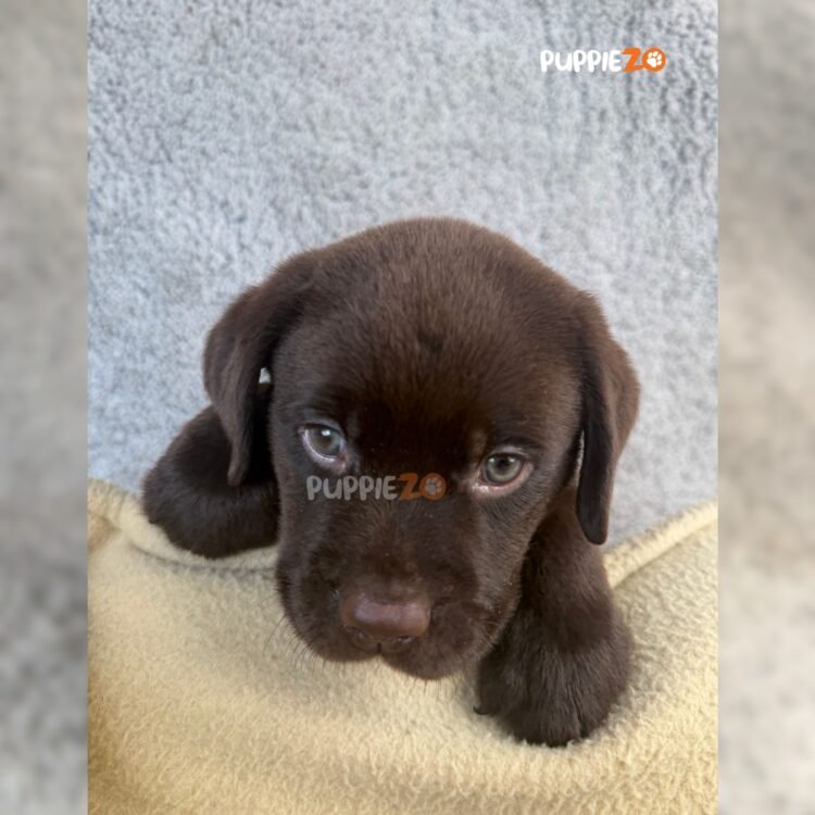 chocolate-labrador-puppies-for-sale