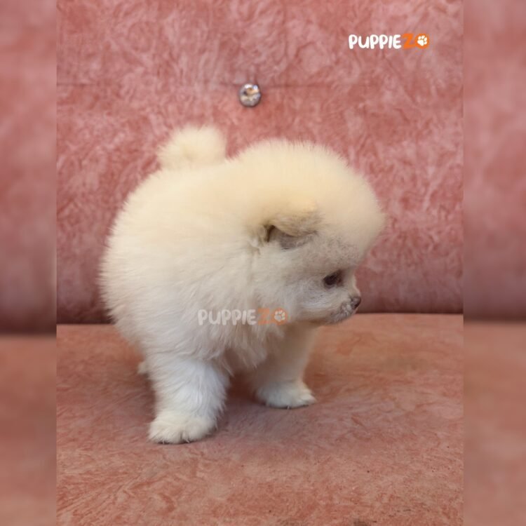 toy-pom-puppies-for-sale