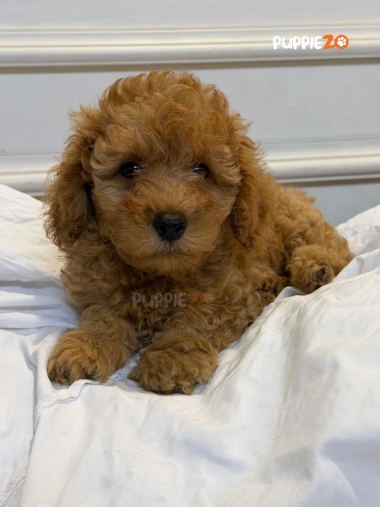 cavapoo-puppies-for-sale