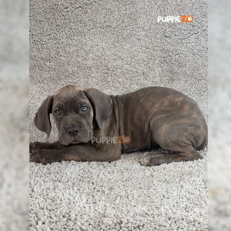 cane-corso-puppies-for-sale
