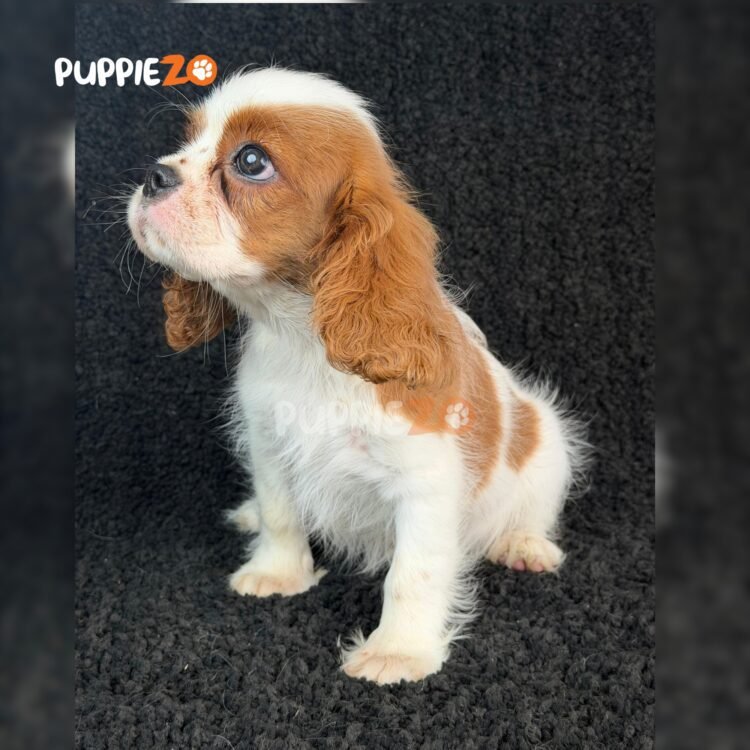 cavalier-king-charles-puppies-for-sale