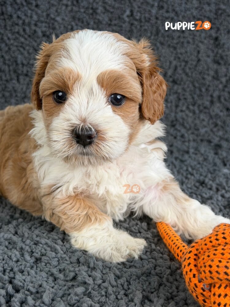 maltipoo-puppies-for-sale