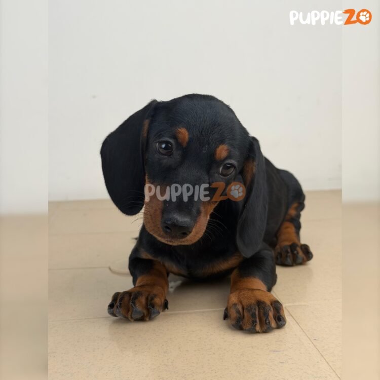 dachshund-puppies-for-sale