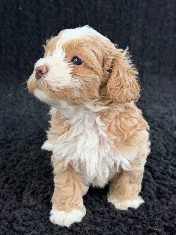 maltipoo-puppies-for-sale