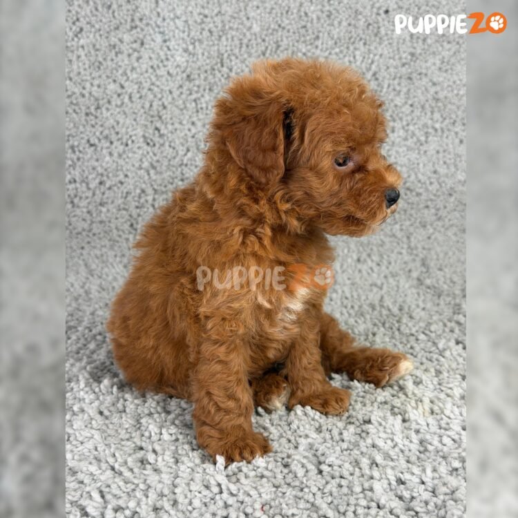 cavapoo-puppies-for-sale